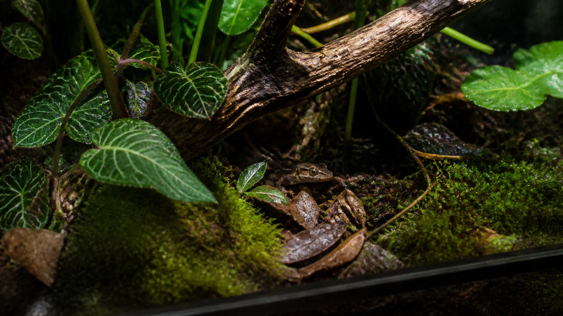 A More Natural Terrarium Starts With Places to Disappear