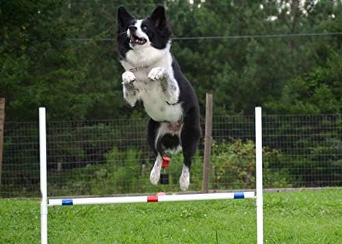 Dog Agility Training Equipment Course Set, Weave Poles, Dog Agility Jump - Image 2