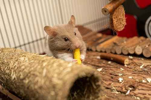 SIMENA Wooden Hamster Suspension Bridge Toy, Hamster Fencing, Natural