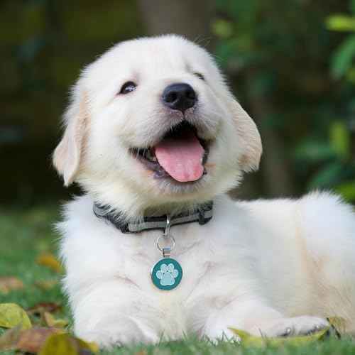 MYLUCKYTAG QR Code Pet ID | Personalized Dog & Cat Collar Tag | Online