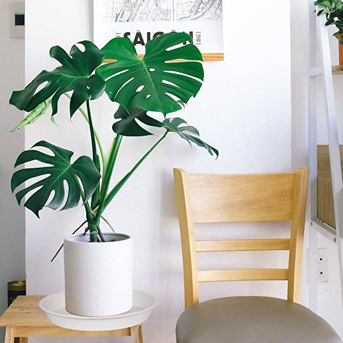 6 Pack of 10 inch Plant Saucer, Heavy Duty Plastic Plant Saucer 10" Round - Image 6