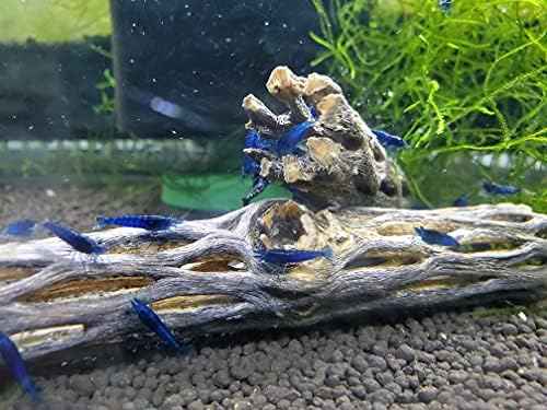 Natural Cholla Wood for Aquarium Decoration Shrimp and Fish Tank