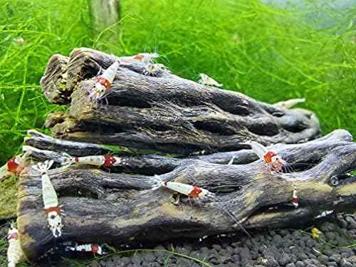 Natural Cholla Wood for Aquarium Decoration Shrimp and Fish Tank