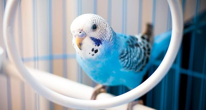 JW Hall Of Mirrors Bird Toy, 3.25'' length x 4.25'' width x 1.25'' depth - Image 6
