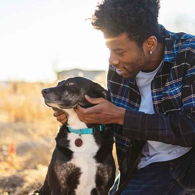 Dog Collar Light Blue Basic Dog Collars