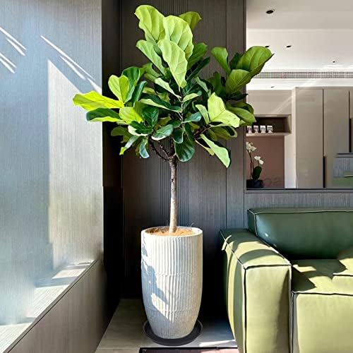 6 Pack 10 inch Plant Saucer, Heavy Duty Plastic Plant Saucers 10 inch Round - Image 3