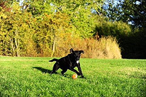 Chuckit! Dog Tennis Ball Dog Toy, Extra Large - Image 3