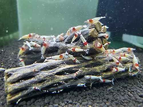 Natural Cholla Wood for Aquarium Decoration Shrimp and Fish Tank
