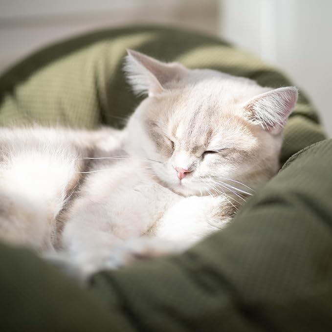 CHEERHOME PETS Elevated Cat Bed Wooden - Image 7