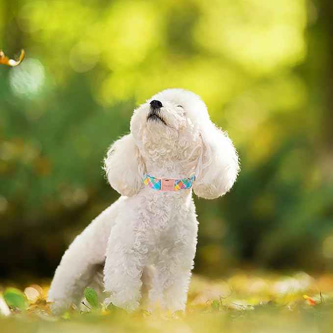 Unique style paws Easter Dog Collar Plastic Buckle Puppy Collar Colorful Plaid