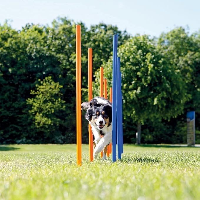 PAWISE Dog Agility Training Equipment, 12 Weave Poles - Image 4