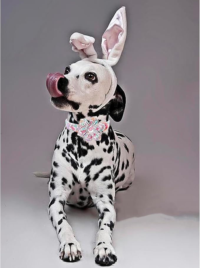 Lionheart glory Easter Day Dog Collar - Image 5
