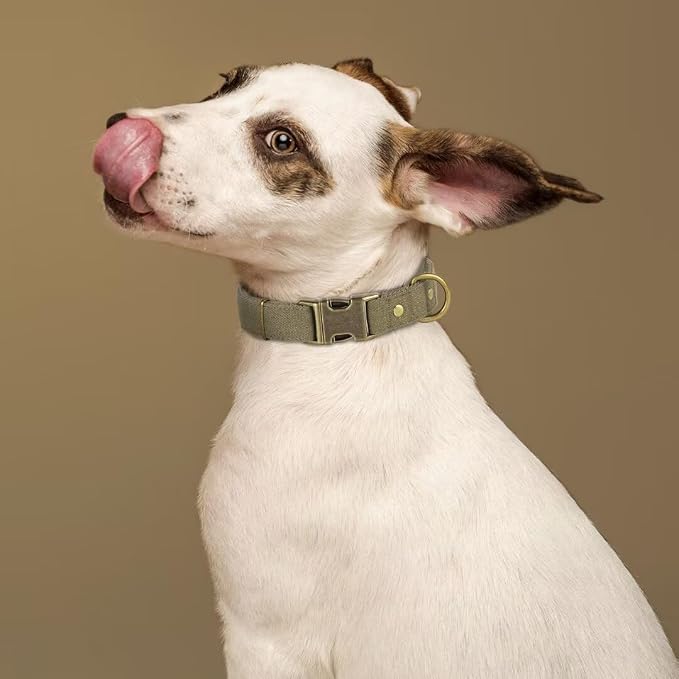 PET ARTIST Dog Collars for Medium Dogs, Soft Padded Premium Nylon Dog Collar - Image 2