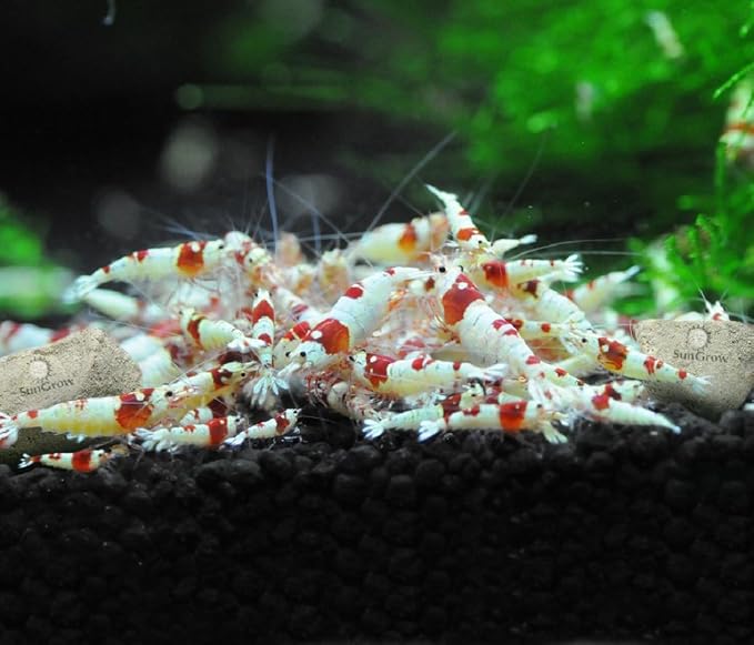 SunGrow Shrimp Rocks, Magnesium Rocks - Image 7