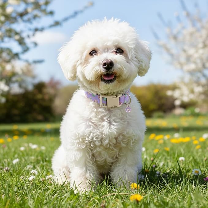 Girl Dog Collar with Unique Purple and Donut Print, Cute Dog Collar - Image 8