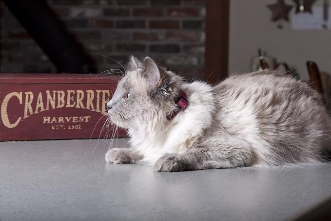 LupinePet Eco 1/2" Berry Cat Safety Collar - Image 2