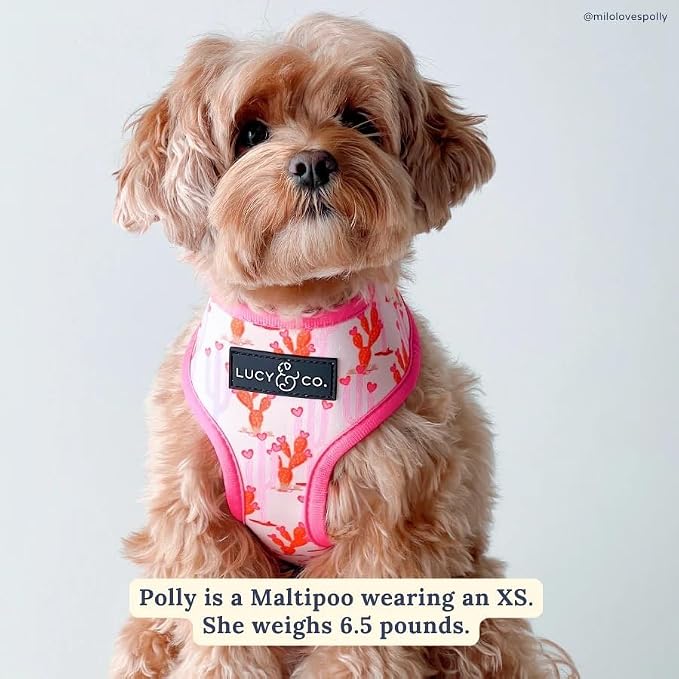 Lucy & Co. Little Lamb Adjustable Dog Collar- Cute Designer Pet Collar - Image 5