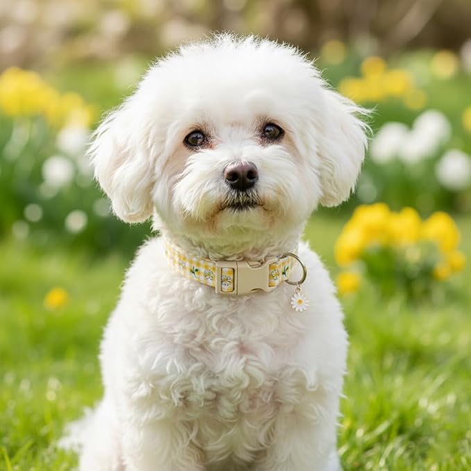 Cute Dog Collar, Spring Summer Design Floral Collar - Image 5