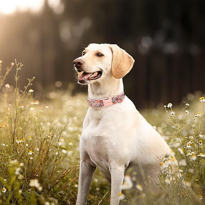Unique style paws Dog Collar Metal Buckle Pink Rose Collar Flower Gift Durable - Image 3