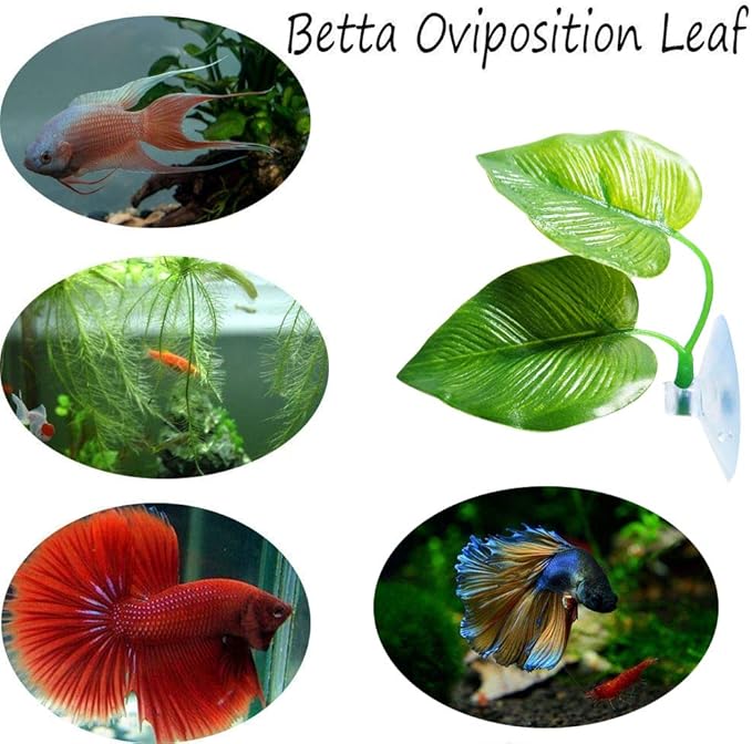 CousDUoBe 2 Pack Betta Fish Leaf Pad Improves Betta's Health by Simulating The - Image 4