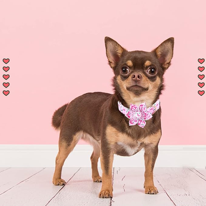 Lionheart Glory Valentine's Day Collar - Image 5