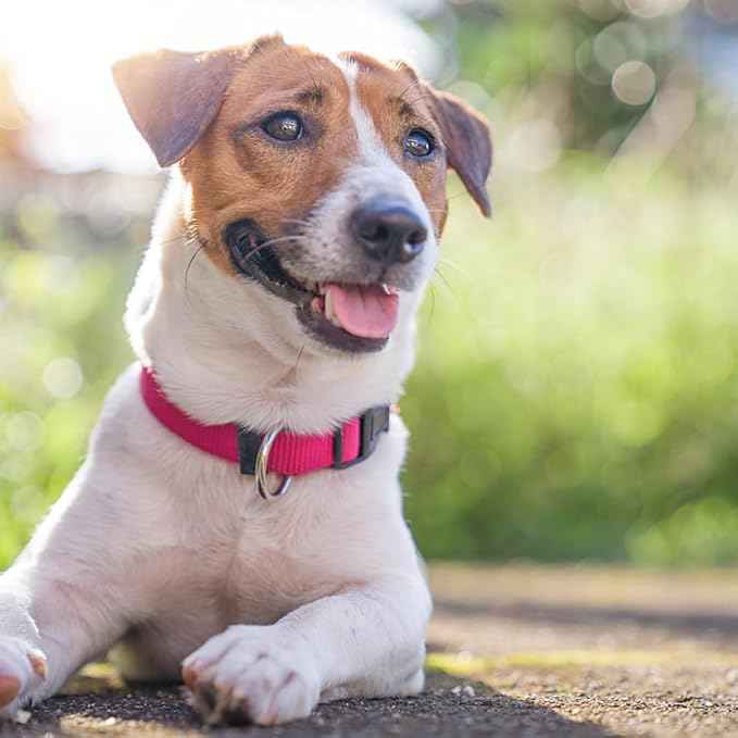 Dog Collar Hot Pink Basic Dog Collars