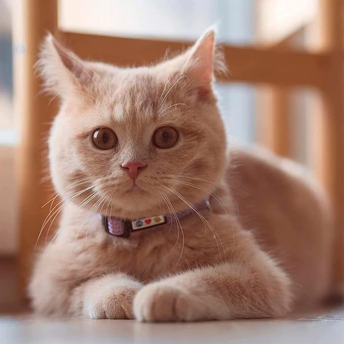 Pawtitas Reflective Orange Cat Collar - Image 2