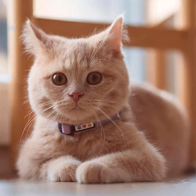 Pawtitas Reflective Pink Cat Collar - Image 2