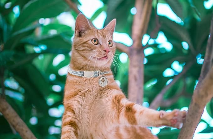 Yizepet Cat Collars, Breakaway Kitten Collar, Cute Kitty Collar, Pet Supplies - Image 9