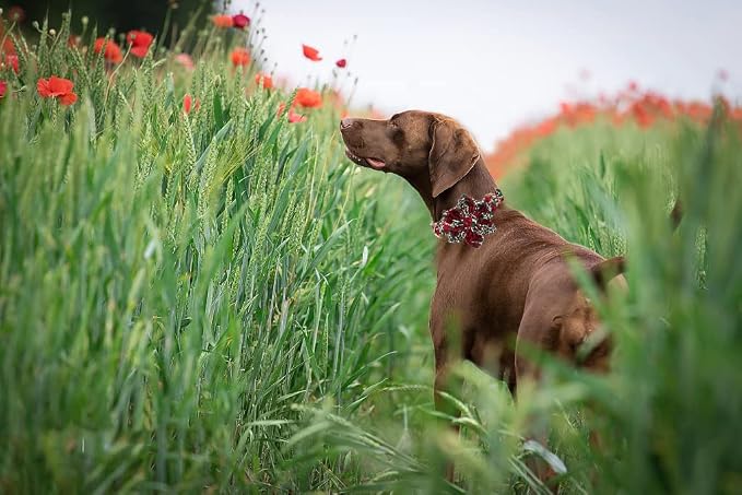 Lionheart Glory Dog Collar, Cute Floral Pattern Pet Collar Adjustable Dog Collar - Image 5