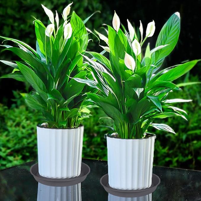 6 Pack Planter Saucer Tray Gray, 4 6 8 10 12 13 15 17 19 inch Pot Saucers - Image 5