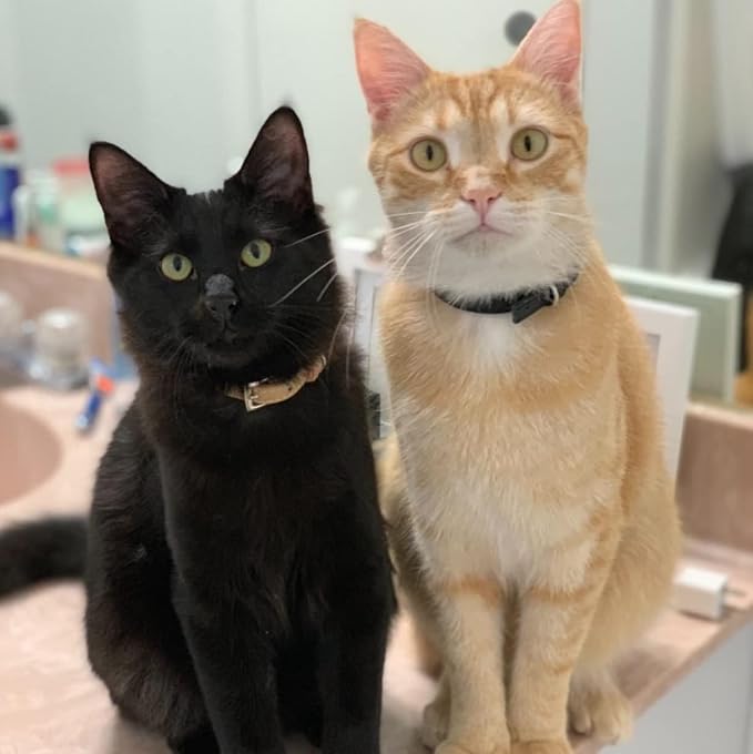 PUPTECK 2 PCS Soft Genuine Leather Cat Kitten Collar - Image 2