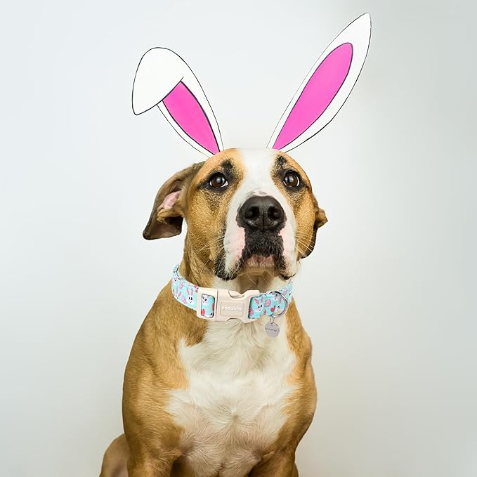 DOGWONG Easter Dog Collar - Image 4