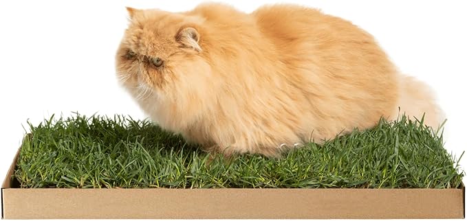 Kitty Lawn Real Grass Cat Window Perch - Image 3