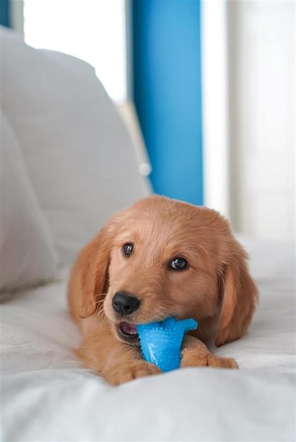 Nylabone Dental Dinosaur Puppy Power Chew Toy, Soothing Puppy Teething Bone - Image 2
