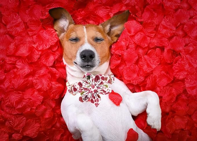 Lionheart Glory Heart Dog Collar, Valentine's Day Dog Collars - Image 5