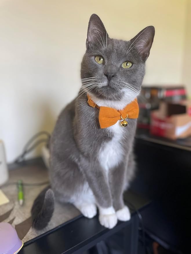 Soft Corduroy Cat Collar with Bell and Bowtie, Safety Breakaway Clasp, - Image 8