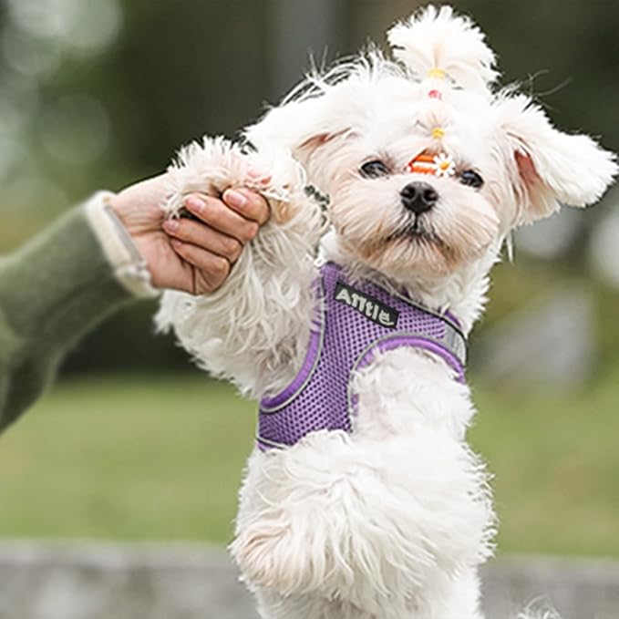 AIITLE No Pull Dog Harness and Leash Set, Step in Adjustable Dog Harness - Image 2