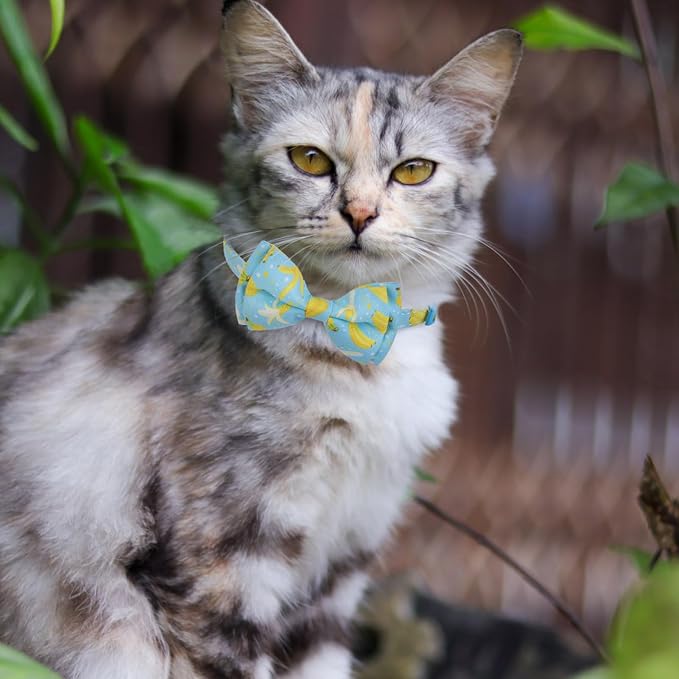 EXPAWLORER Cute Cat Collar Breakaway - Image 6