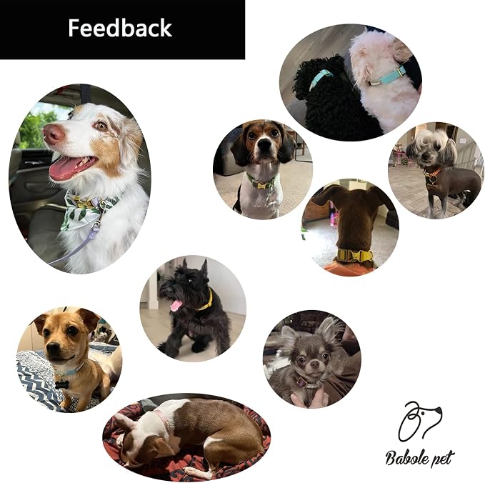 Nylon Dog Collar - Image 6