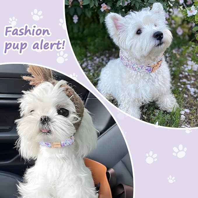 Elegant Butterfly Dog Collar, Adjustable Comfortable