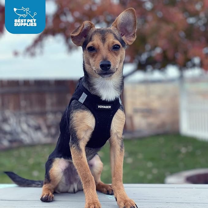 Best Pet Supplies - Image 10