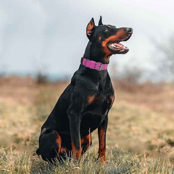 Tactical Dog Collar with Handle, Military Adjustable Heavy Duty Metal Buckle