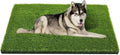 Artificial Grass, Professional Dog Grass Mat, Potty Training Rug and by CooZero