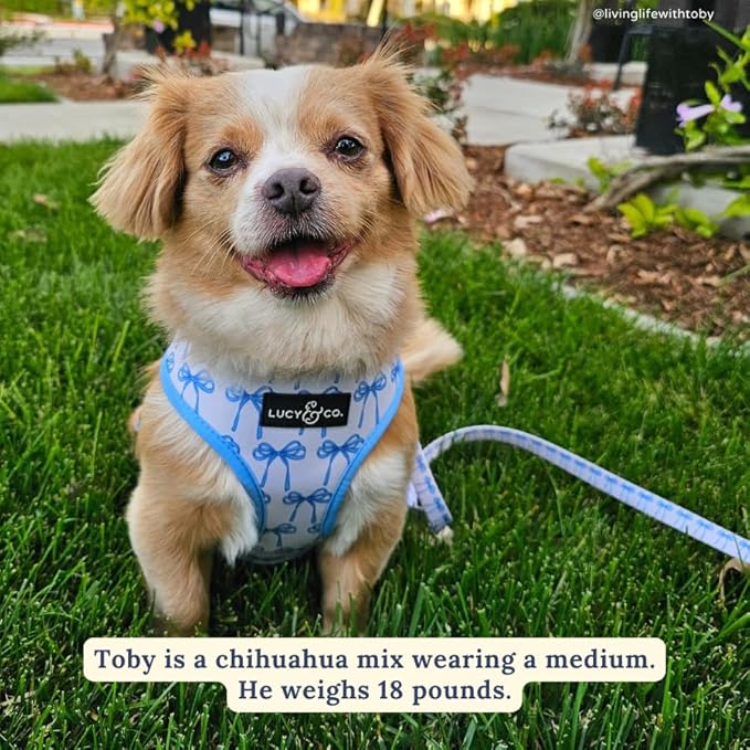 Lucy & Co. Cute Reversible Dog Harness Walking Halter - Image 2