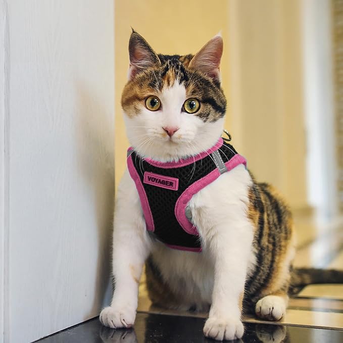 Best Pet Supplies - Image 8