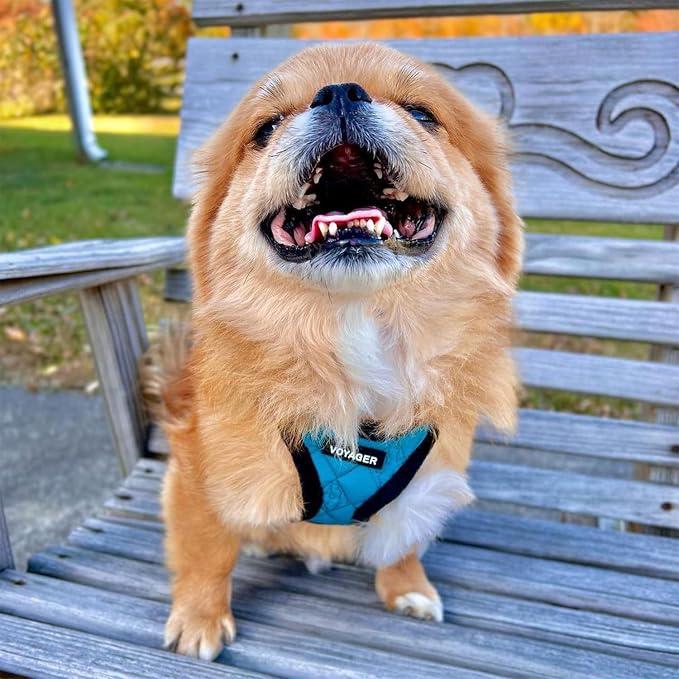 Best Pet Supplies - Image 7