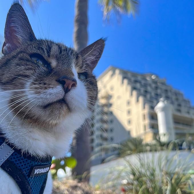 Best Pet Supplies Voyager Step-in Air All Weather Mesh Harness and Reflective - Image 8