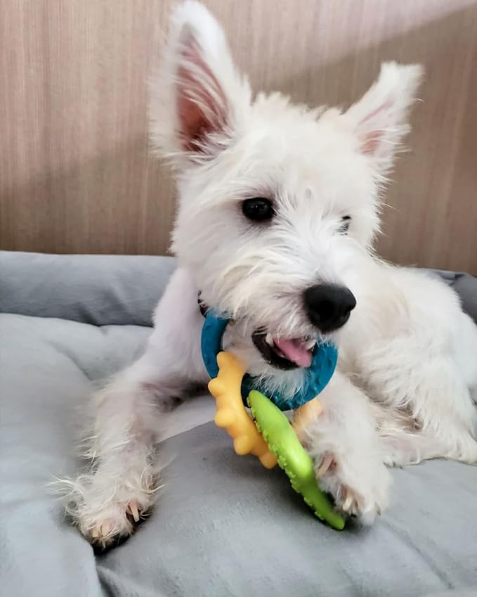 Nylabone New Puppy Starter Kit, 5 Chew Toys and 1 Natural Treat - Image 5