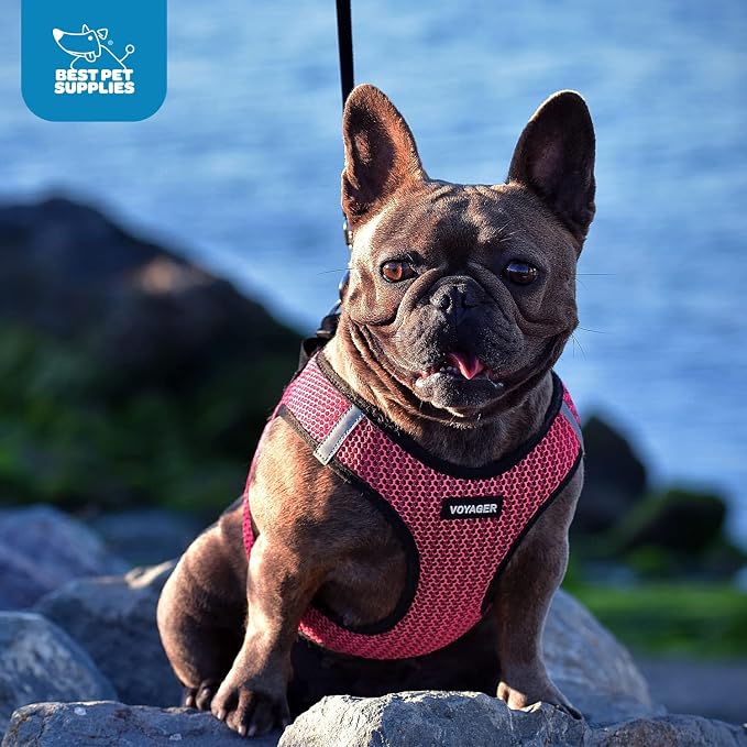 Best Pet Supplies - Image 10